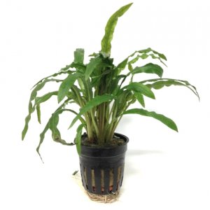 ANUBIAS - CRYPTOCORYNE COSTATA