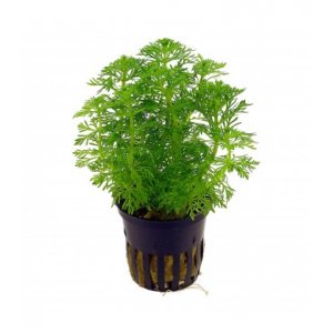 ANUBIAS - LIMNOPHILA HETEROPHYLLA \'SESSILIFLORA\'