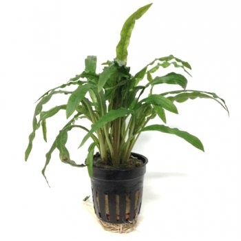ANUBIAS - CRYPTOCORYNE COSTATA