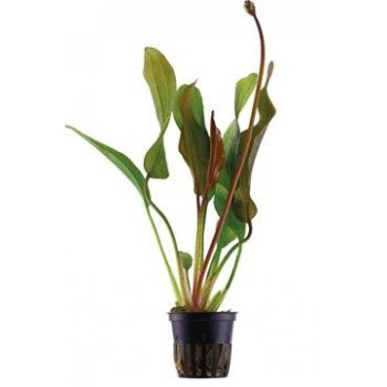 ANUBIAS - ECHINODORUS sp. 'EL DIABLO'