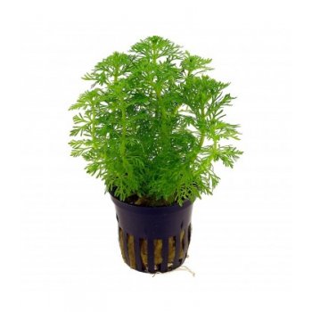 ANUBIAS - LIMNOPHILA HETEROPHYLLA 'SESSILIFLORA'