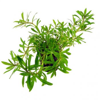 ANUBIAS - POGOSTEMON QUADRIFOLIUS (OCTOPUS)