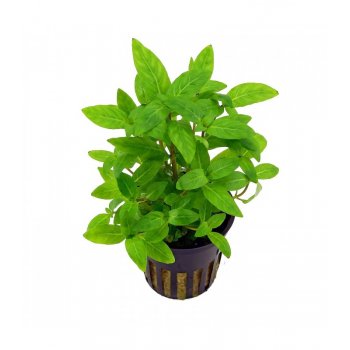 AQUAFLORA - STAUROGYNE SPECIES