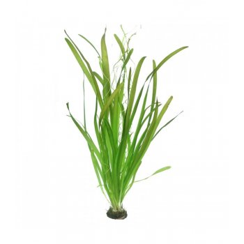 AQUAFLORA - VALLISNERIA AUSTRALIS (GIGANTEA)